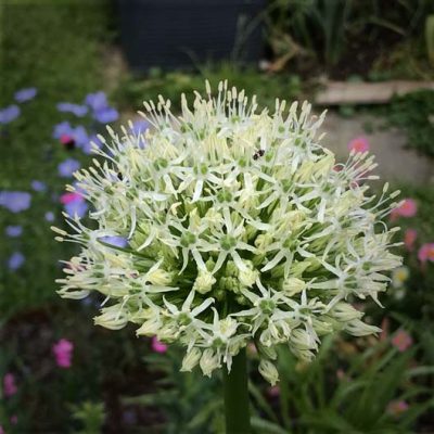 Allium-Mount Everest-q