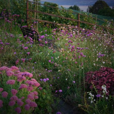 Garten-SM-Pflanzung6