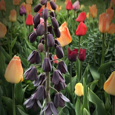 Tulpen-Fritillaria-12